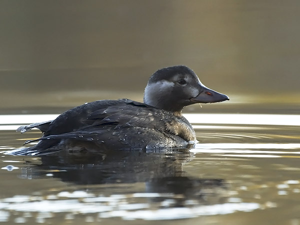 Alli, Long-tailed Duck, Clangula hyemalis